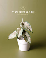 Load image into Gallery viewer, CLAB Wax Plant
