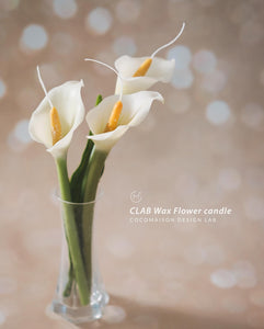 CLAB Wax Flower