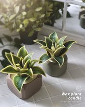 Load image into Gallery viewer, CLAB Wax Plant
