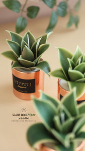 CLAB Wax Plant